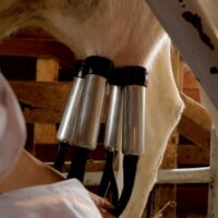 Czym jest dojarka mobilna dla krów?